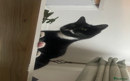 Mixed Breed cats for sale: Flimflam & Bojo - Image 26