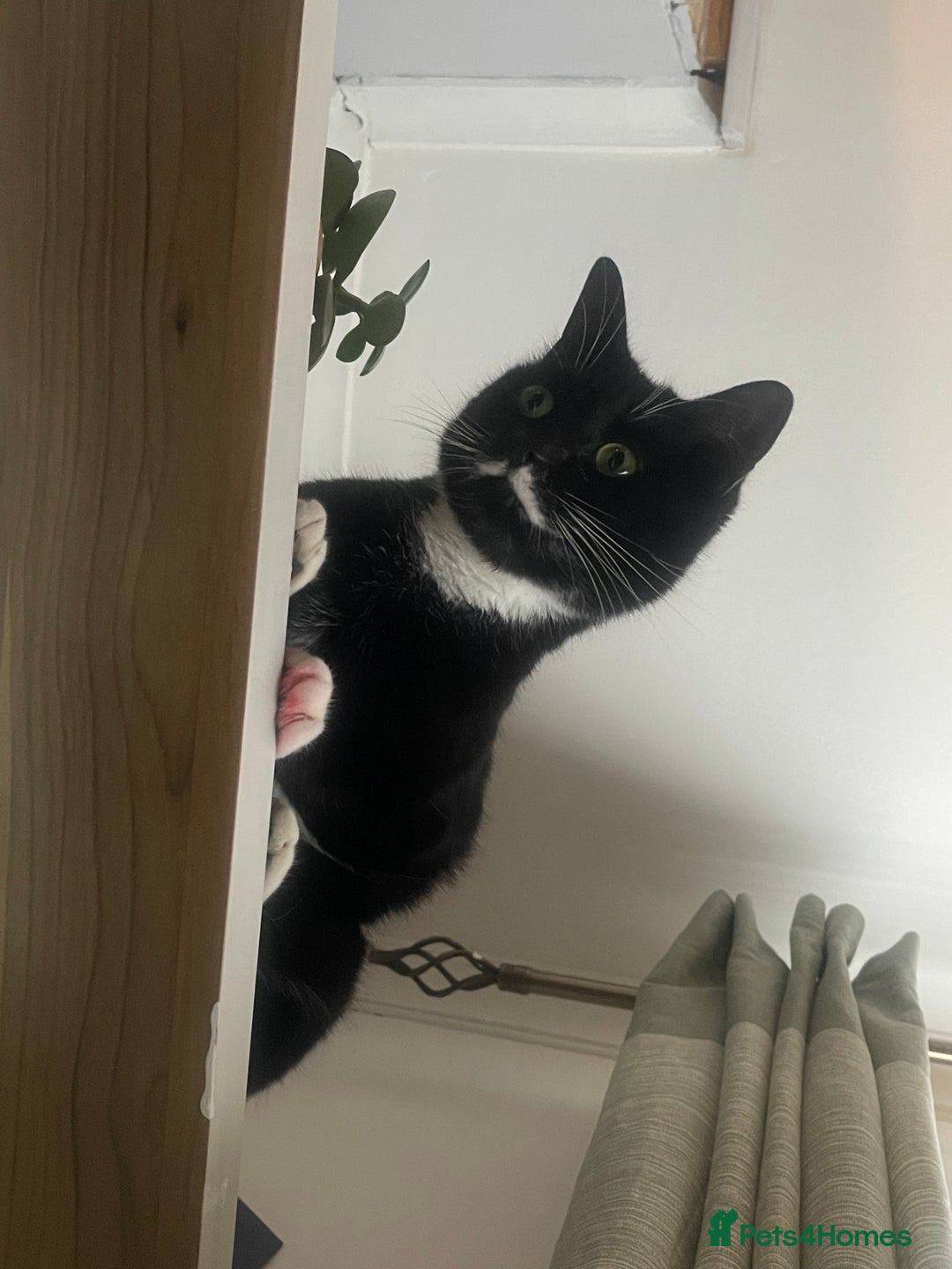 Mixed Breed cats for sale: Flimflam & Bojo - Image 26