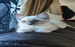 Ragdoll cats for sale: Rag doll kitten  - Image 3