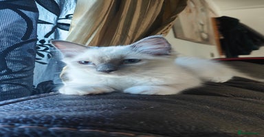 Ragdoll cats - Advert 10
