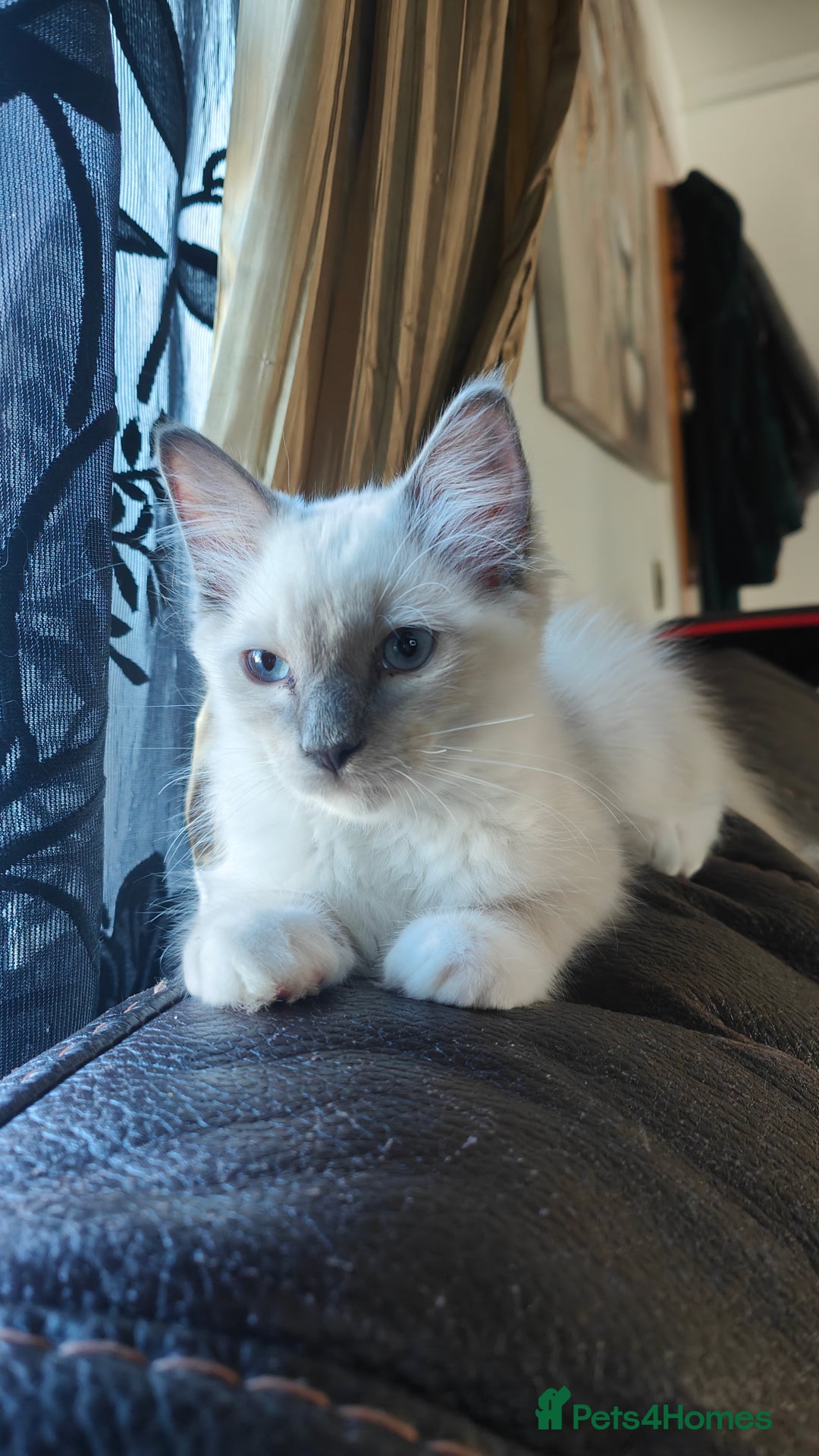 Ragdoll cats for sale: Rag doll kitten  - Image 3