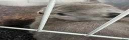 British Shorthair cats for sale: British shorthair blue and lilac  - Advert 3