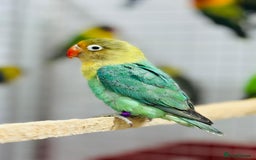 Lovebirds birds for sale: Fisher love birds  - Advert 4