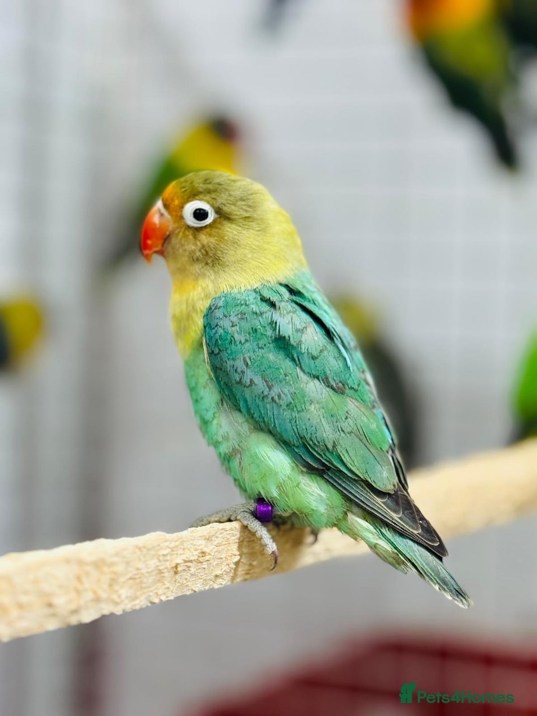 Lovebirds birds for sale: Fisher love birds  - Advert 4