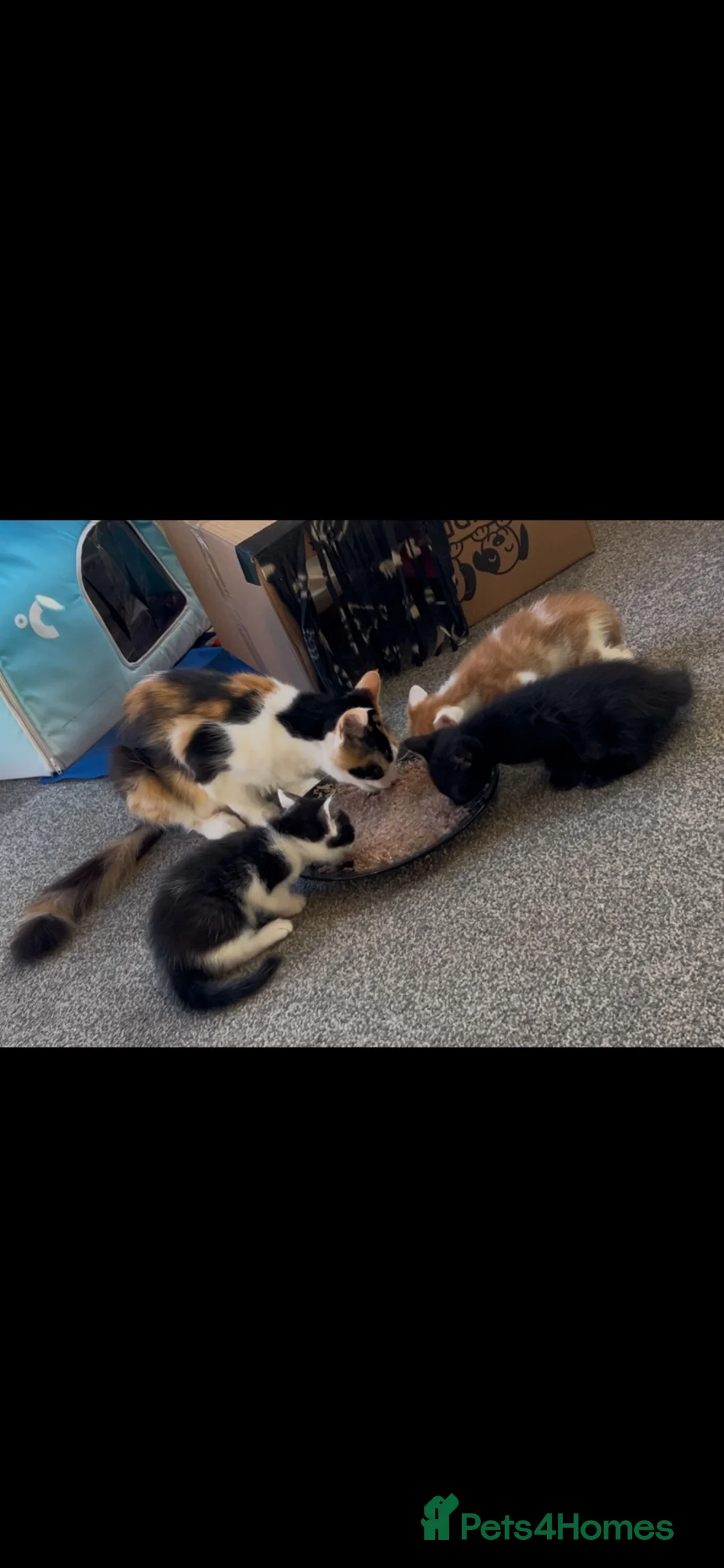 Mixed Breed cats for sale: Beautiful Mixed Boys  - Advert 2