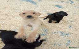 Labrador Retriever dogs for sale: Beautiful kc working Labradors - Image 6