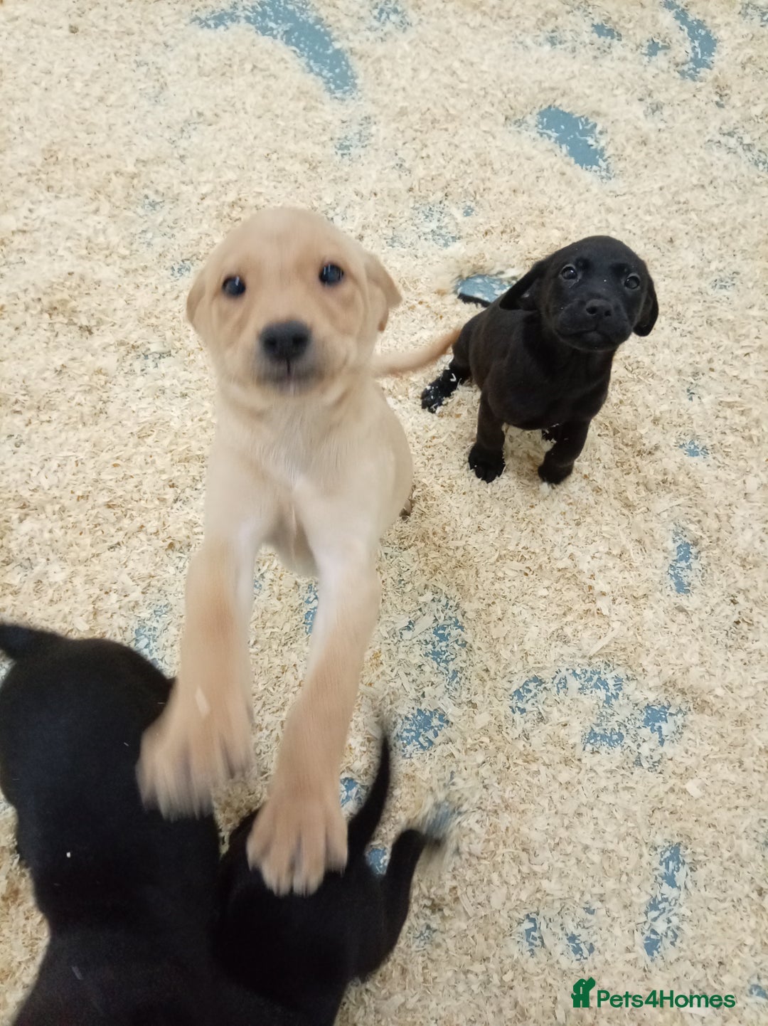 Labrador Retriever dogs for sale: Beautiful kc working Labradors - Image 6