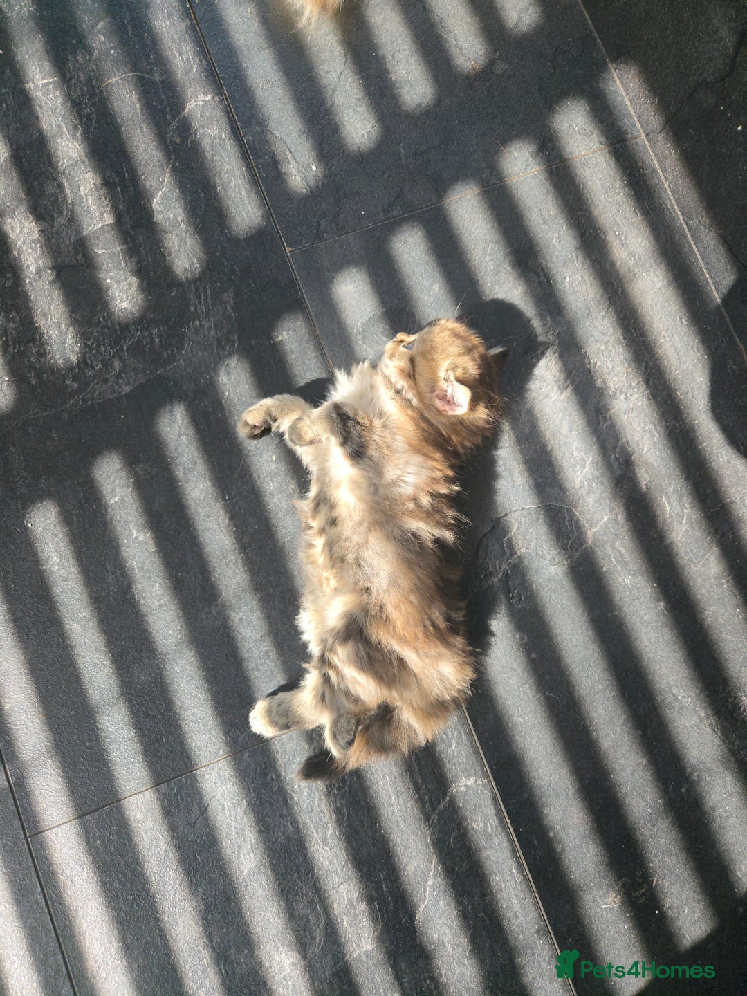 Persian cats for sale: Outstanding Full Persian Kittens for Sale - Image 29