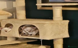 Siamese cats for sale: New lap needed for two GCCF male siamese kittens - Image 23