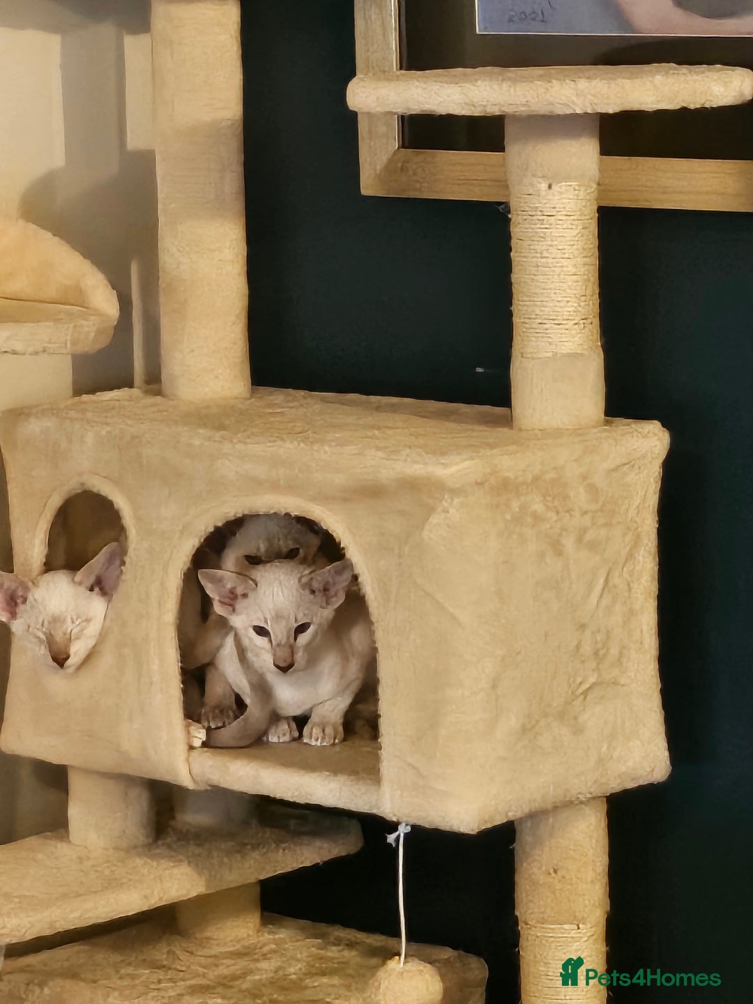 Siamese cats for sale: New lap needed for two GCCF male siamese kittens - Image 23