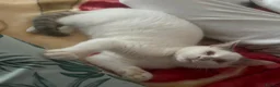 Mixed Breed cats for adoption: Gorgeous Blind cat Lucy is looking for loving home in Sheffield - Advert 6