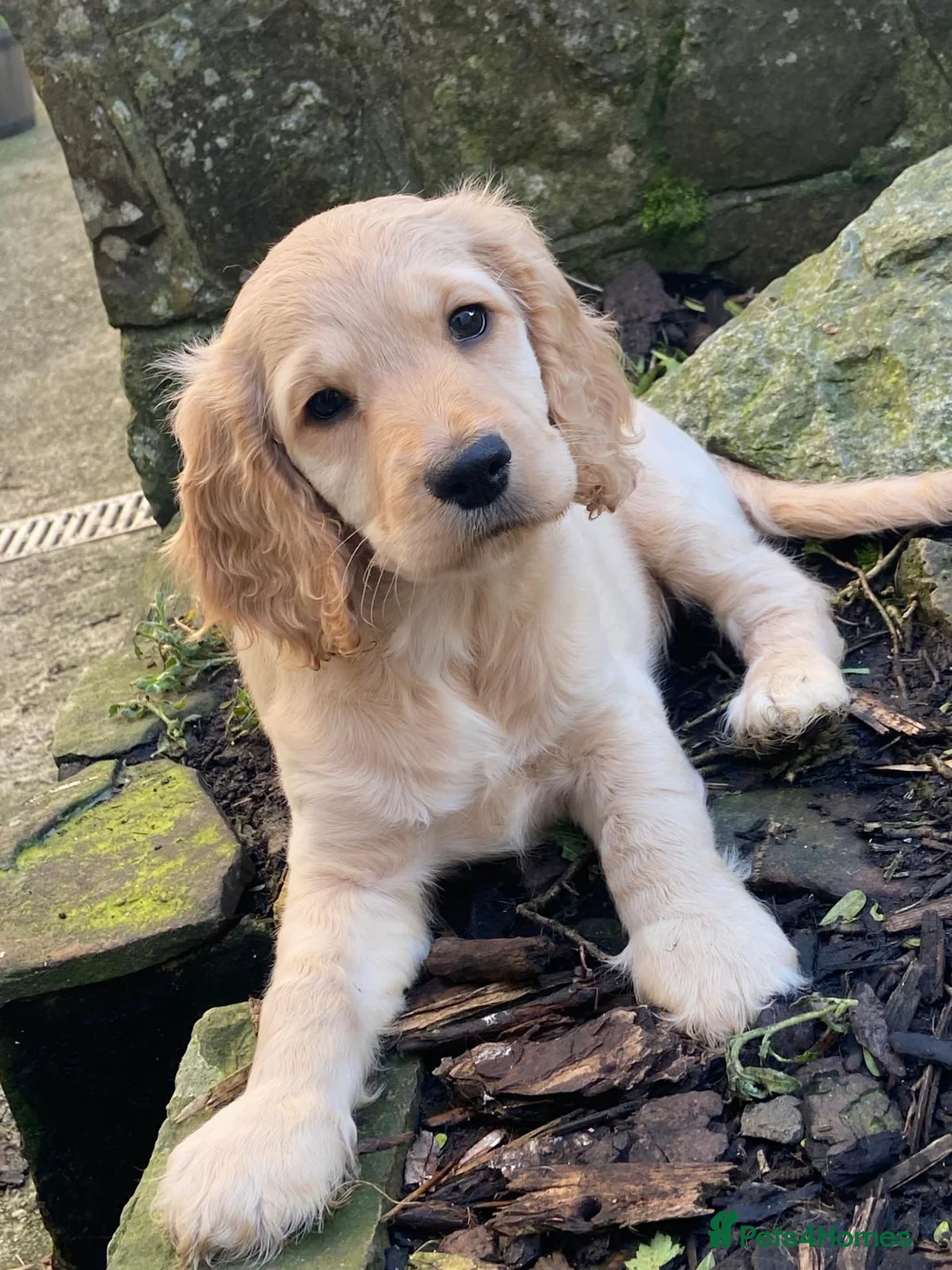 Cockapoo dogs for sale: Show cocker/cockerpoo  - Advert 2