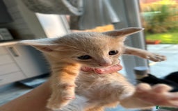Siamese cats for sale: Siamese Cross Kittens - Image 13