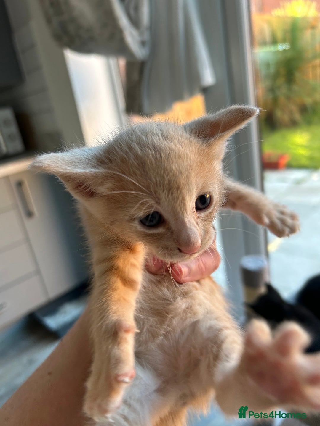 Siamese cats for sale: Siamese Cross Kittens - Image 13