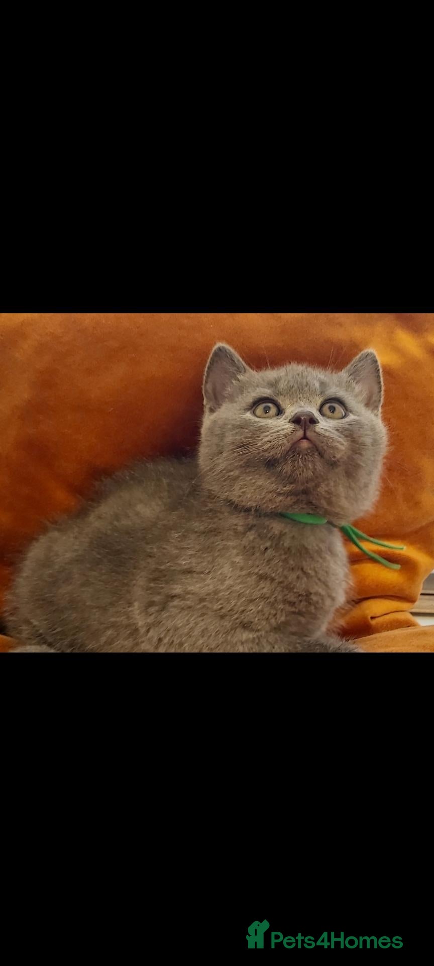 British Shorthair cats Beautiful British shorthair kittens 😸  - Advert 2