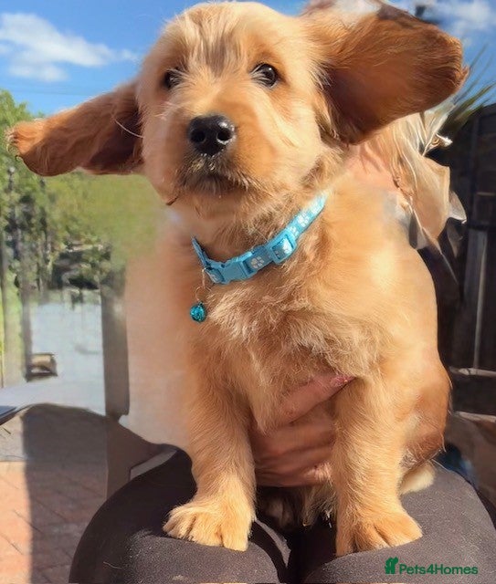 Goldendoodle dogs Australian Golden Doodle Puppies - READY NOW - Advert 3