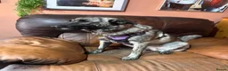 Mixed Breed dogs for adoption: Medium, F, loves people & dogs, great character! - Advert 9