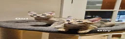 Savannah cats for sale: Stunning F5 SBT Savannah Kittens in Bradford - Advert 13