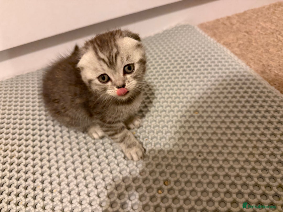 Scottish Fold cats for sale: Scottish Fold kittens - Advert 2