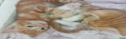 Mixed Breed cats for sale: Beautiful kittens for sale - Advert 4
