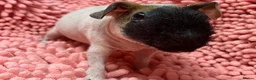 Guinea Pig rodents for sale: Female Skinny pigs in Swindon - Advert 1