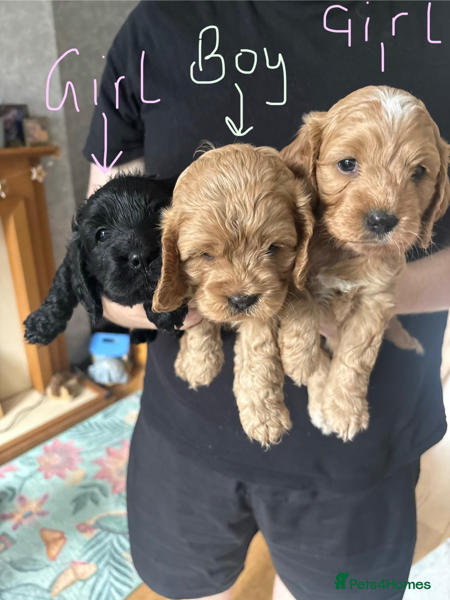 Cockapoo dogs Gorgeous Cockalier/Toy poodle pups - Advert 9