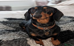 Dachshund dogs for sale: Waiting list now open - Image 4