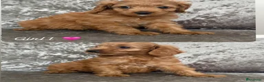 Cockapoo 7