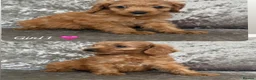 Cockapoo dogs for sale: Cockerpoo  - Advert 2