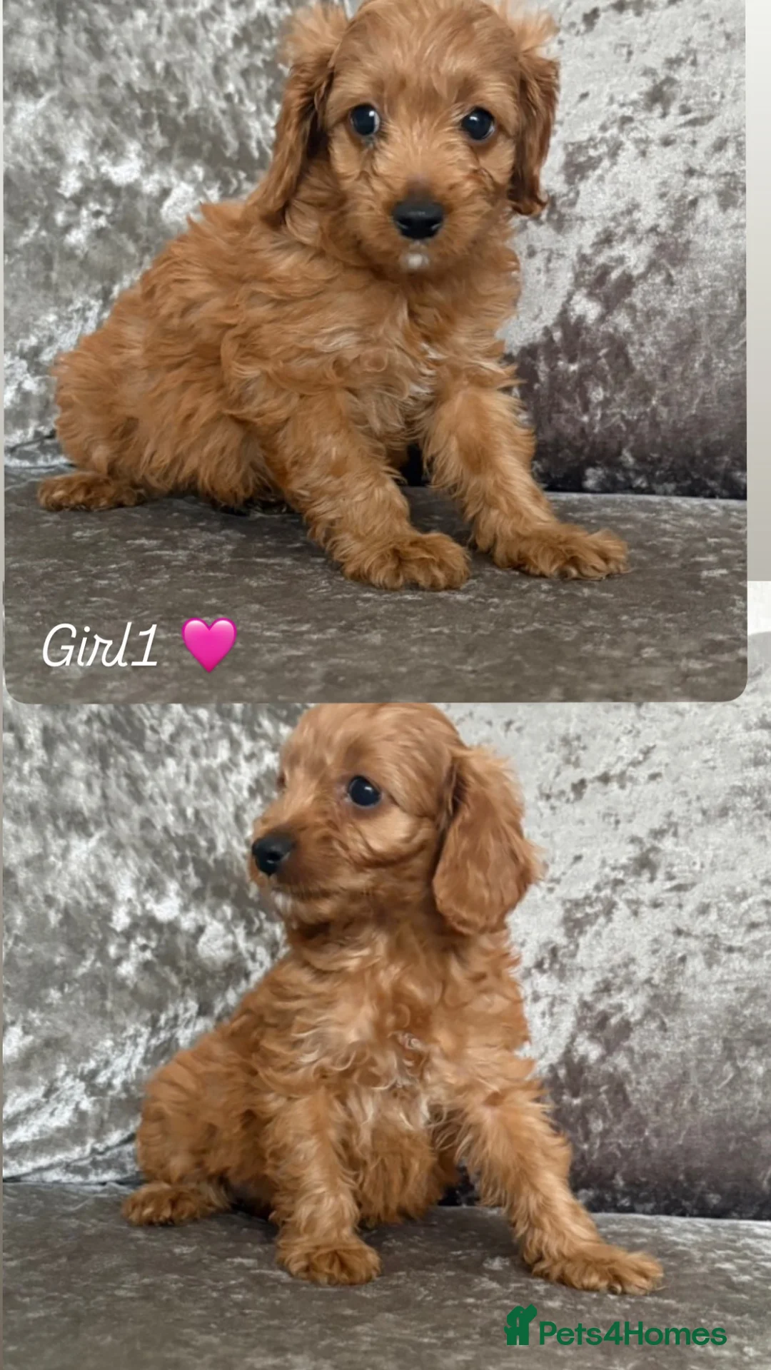 Cockapoo dogs for sale: Cockerpoo  - Advert 2