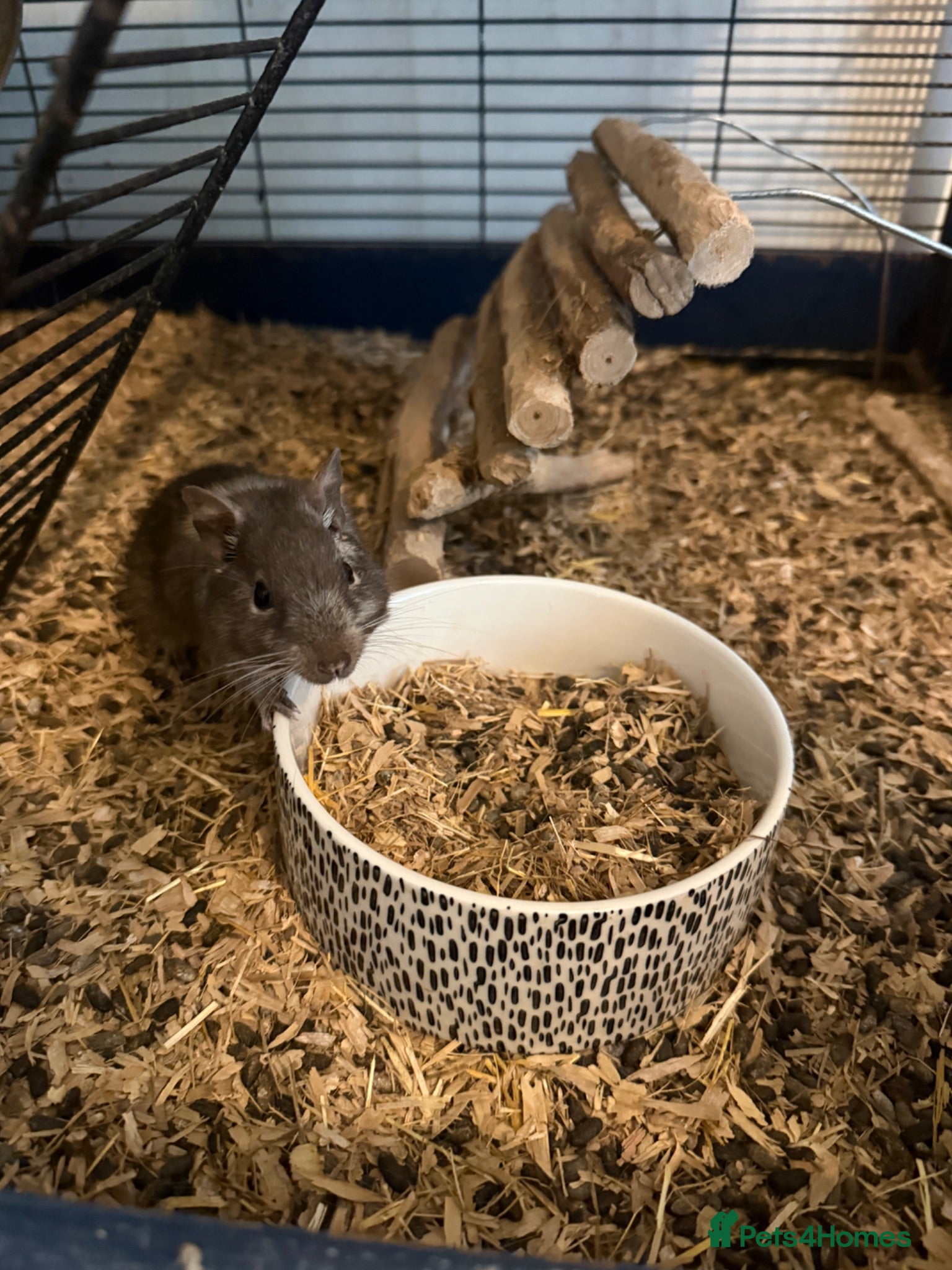 Degus rodents 4 x Degus plus savic rodent cage plus extras - Advert 1