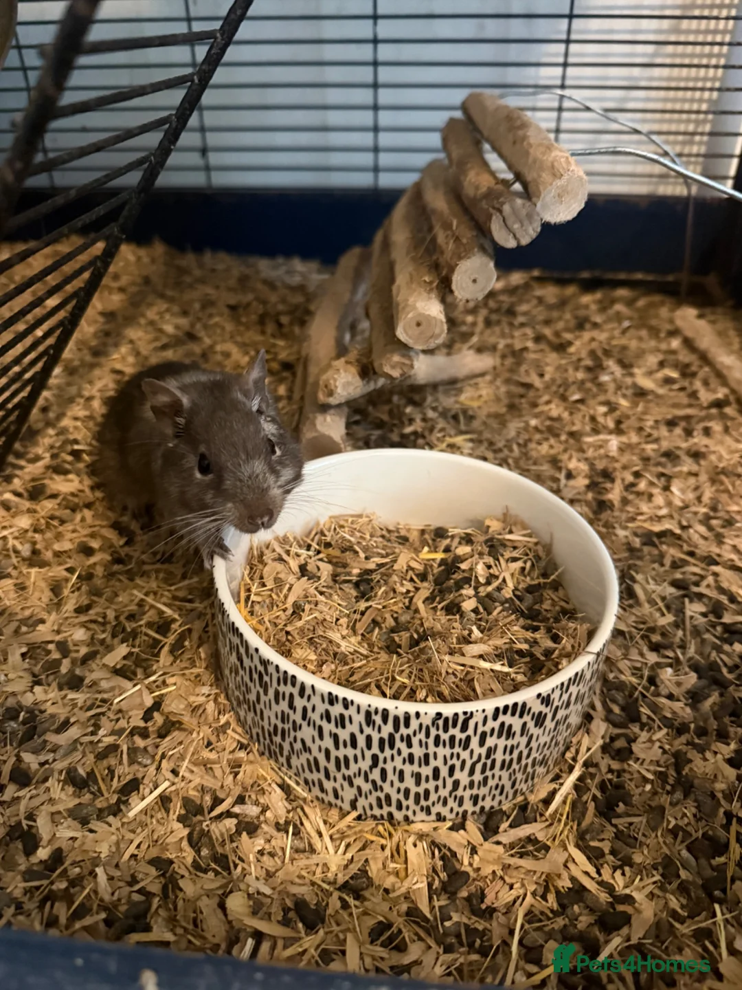Degus rodents for sale: 4 x Degus plus savic rodent cage plus extras - Advert 1