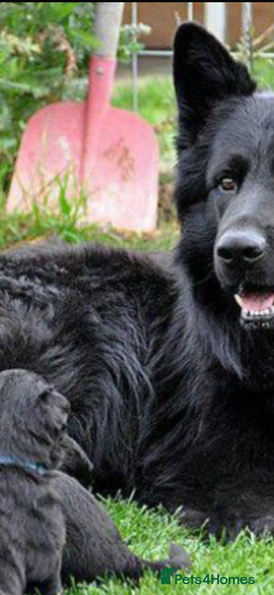 German Shepherd dogs for sale: BIG BONED KC FEMALE - Advert 4