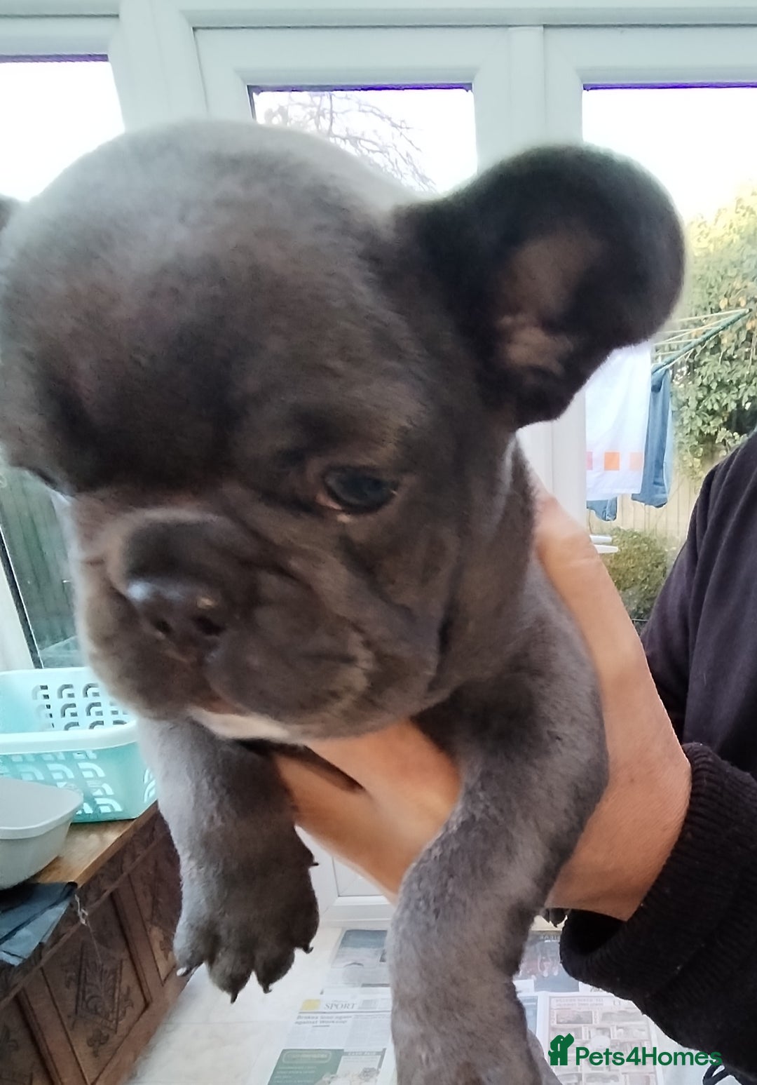 French Bulldog dogs for sale: French bulldog female blue colour - Advert 2