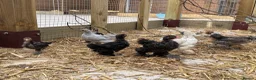 Chickens poultry for sale: Mixed sex bantam/Sussex chicks in Warminster - Advert 3