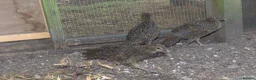 Pheasants poultry for sale: Temminck's Tragopans chicks - Advert 5
