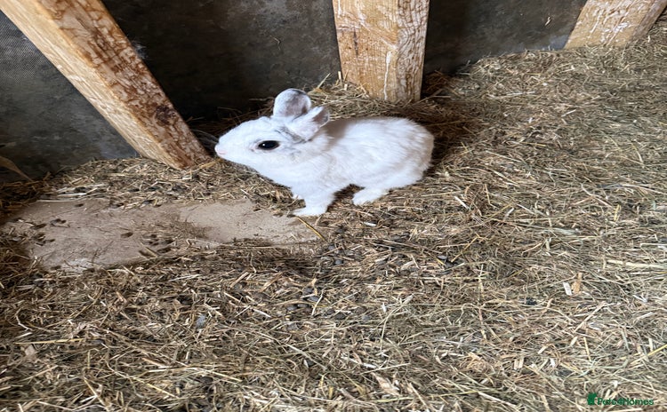 Netherland Dwarf rabbits - Advert 2