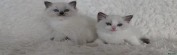 Ragdoll cats for sale: 💕BEAUTIFUL TICA REGISTERED RAGDOLLS KITTENS 💕 - Advert 8
