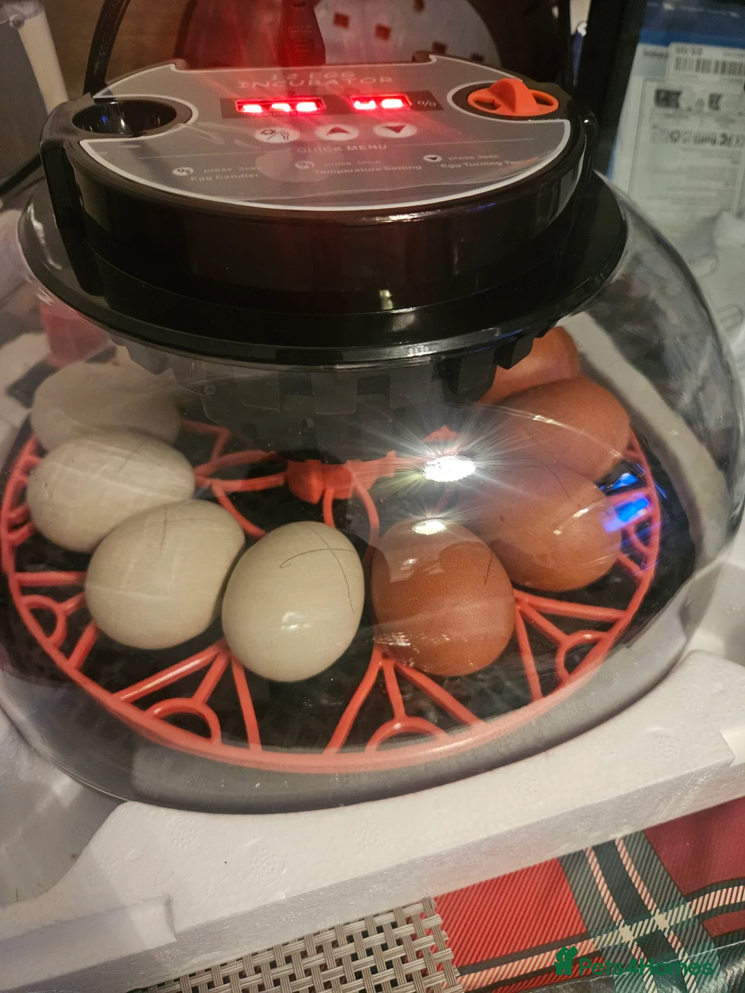 Chickens poultry for sale: Hatching chicken eggs - Advert 4