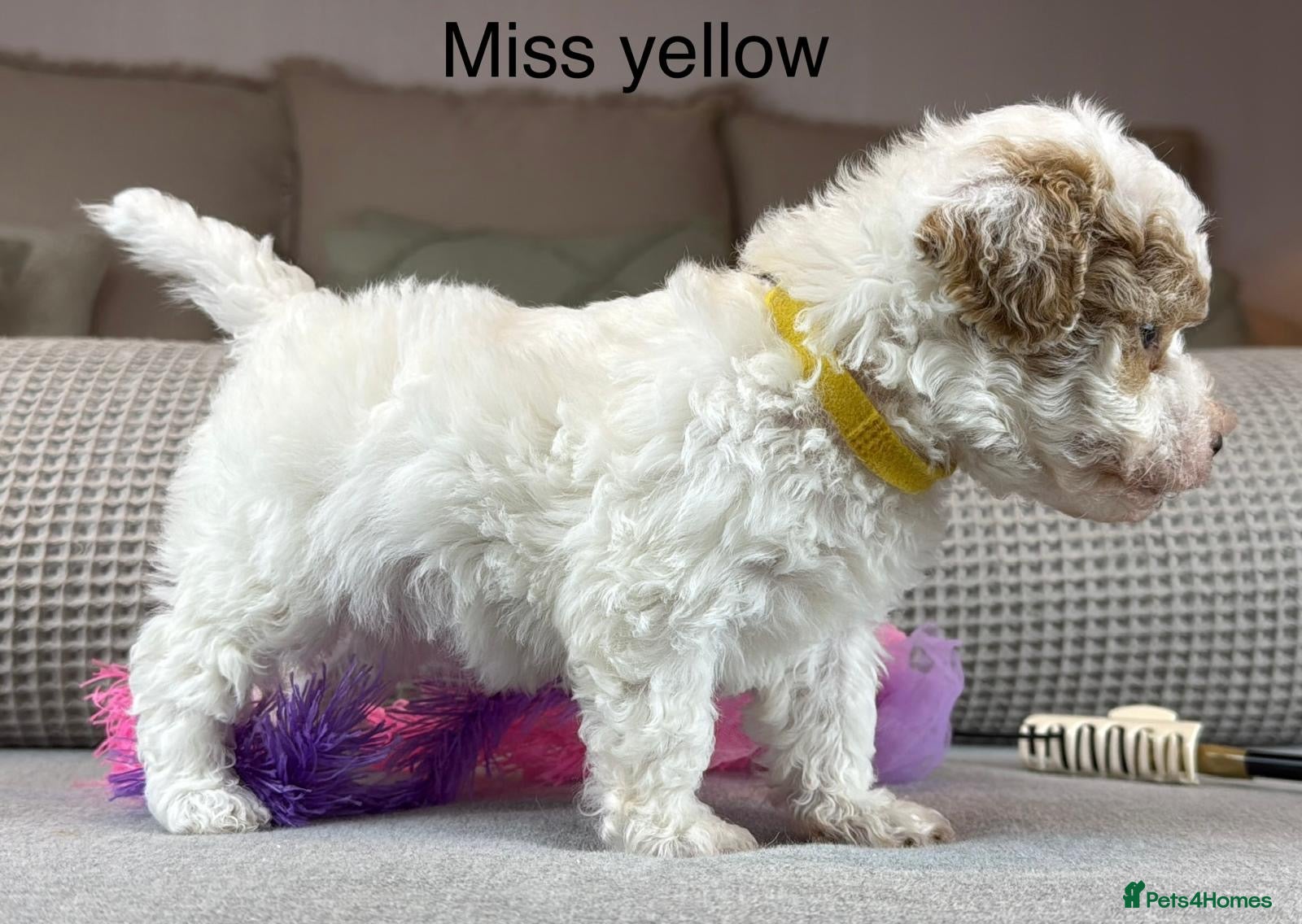 Maltipoo dogs BEAUTIFUL MALTIPOOS FROM DNA TESTED CLEAR PARENTS  - Advert 2