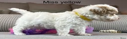 Maltipoo dogs for sale: BEAUTIFUL MALTIPOOS FROM DNA TESTED CLEAR PARENTS  - Advert 3