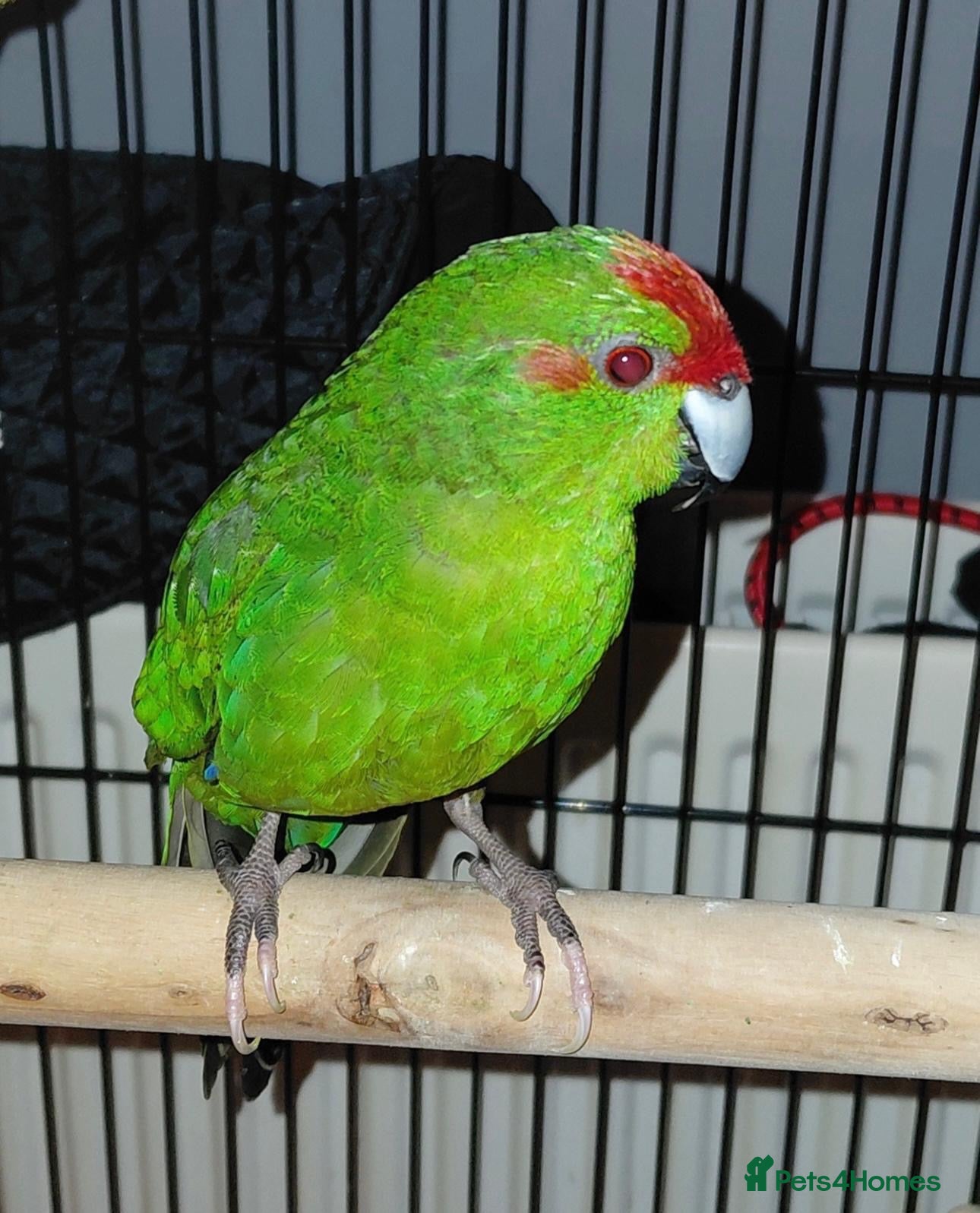 Parakeets birds Breeding pair of kakarikis - Advert 6