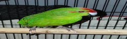 Parakeets birds for sale: Breeding pair of kakarikis in Peacehaven - Advert 1