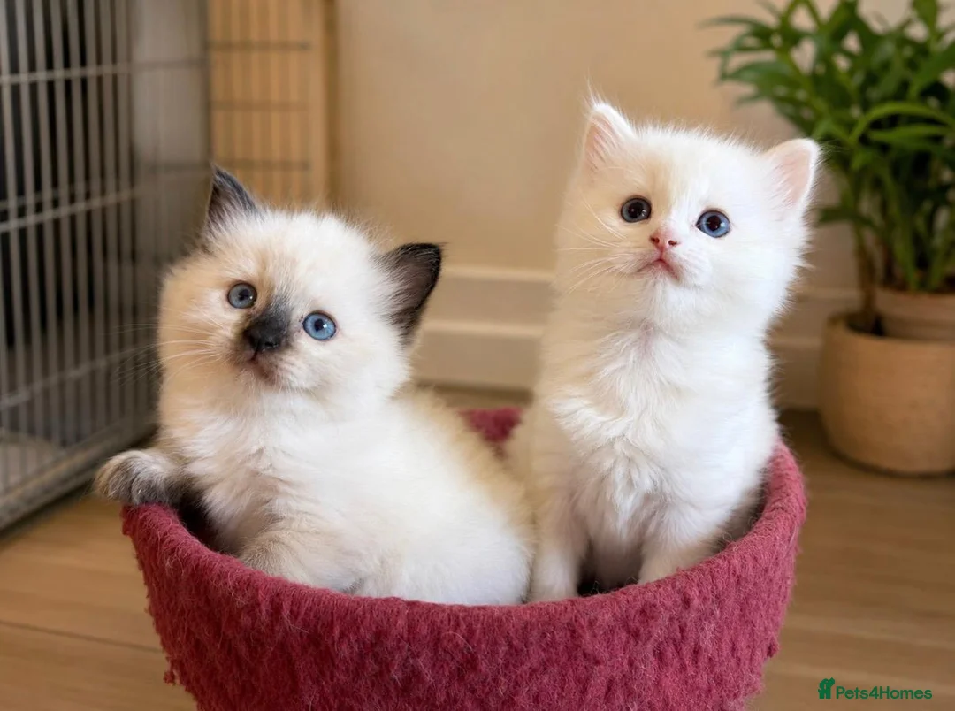 Ragdoll cats for sale: Flame and Seal point kittens  - Advert 1