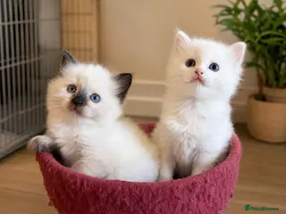 Ragdoll cats Flame and Seal point kittens - Advert 3