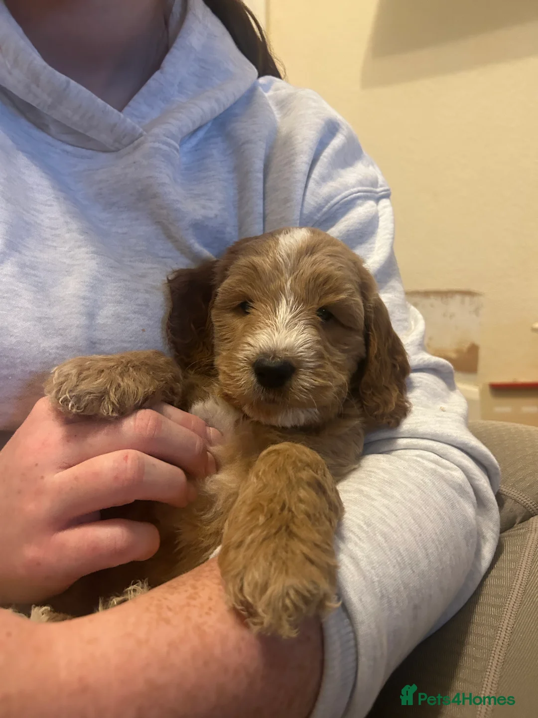 Mixed Breed dogs for sale: Australian Double doodle puppies  - Advert 22