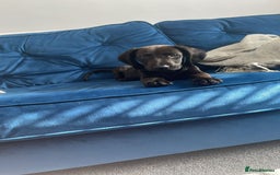 Mixed Breed dogs for sale: 6 month old Rocco - Image 4