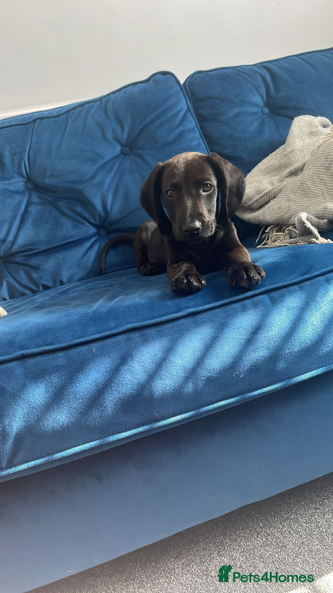 Mixed Breed dogs for sale: 6 month old Rocco - Image 4