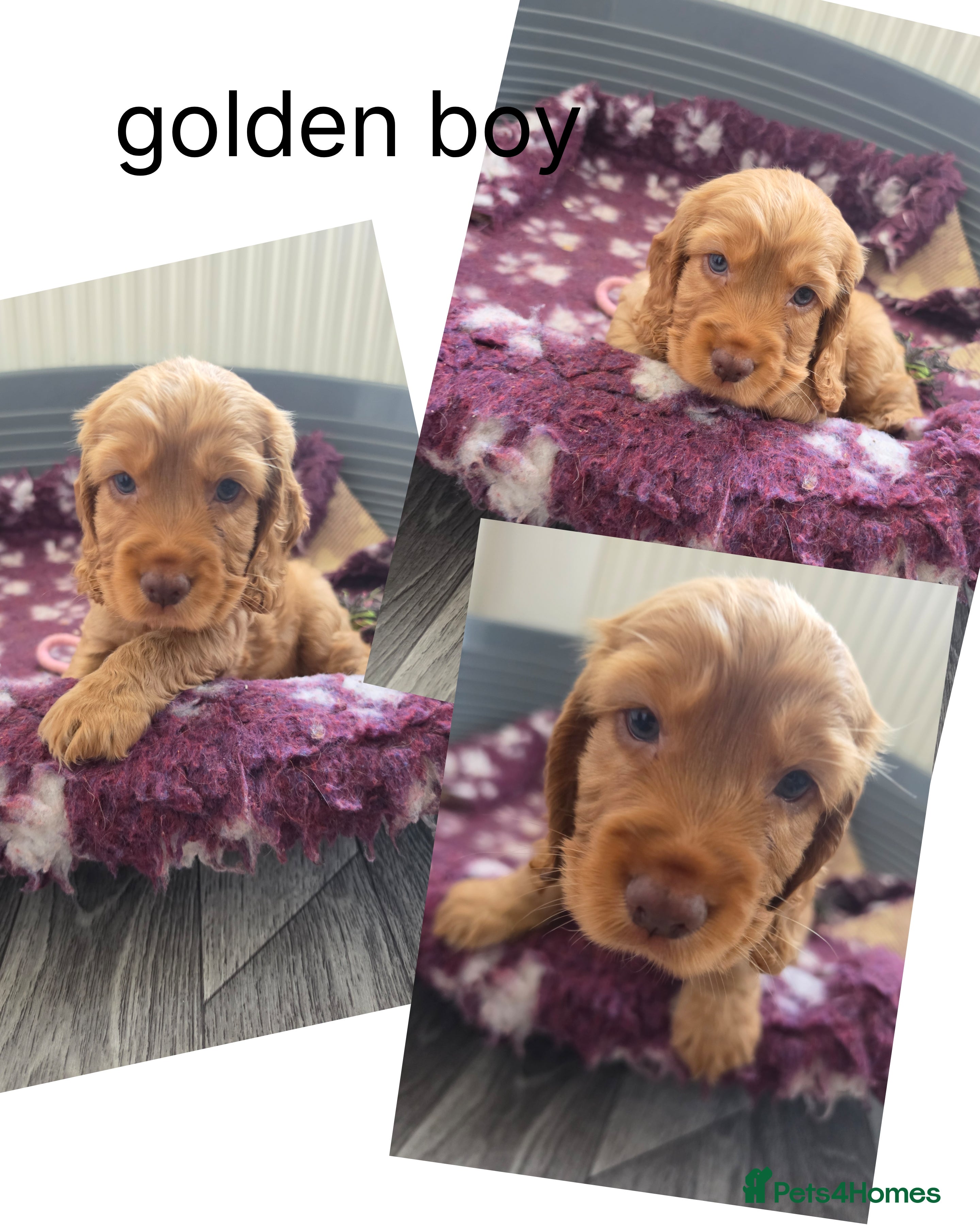 Cocker Spaniel dogs Beautiful cocker spaniel puppys 3 boys available  - Advert 2