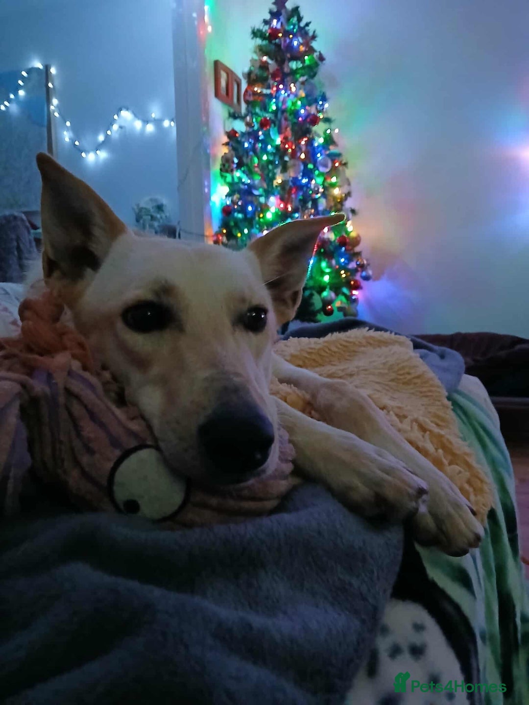 Mixed Breed dogs for adoption: Brooklyn is ready to steal your heart - Advert 2